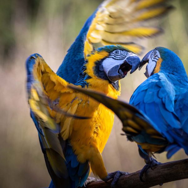 Animal, Deutschland, Europa, Europe, Germany, Herborn, Hessen, Hessia, Location, Ort, Tier, Tiergarten, Winter, Zoo