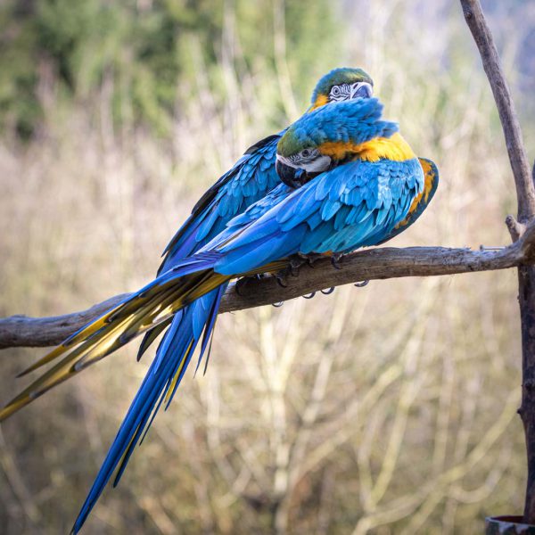 Animal, Deutschland, Europa, Europe, Germany, Herborn, Hessen, Hessia, Location, Ort, Tier, Tiergarten, Winter, Zoo