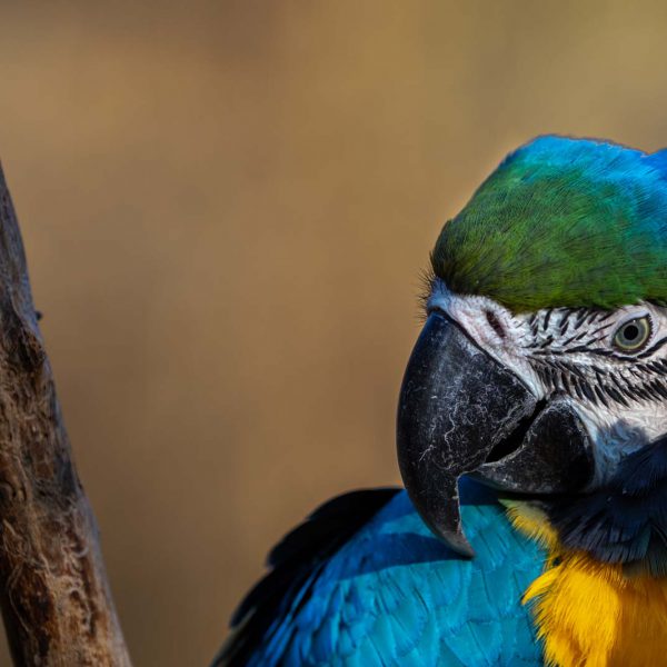 Animal, Deutschland, Europa, Europe, Germany, Herborn, Hessen, Hessia, Location, Ort, Tier, Tiergarten, Winter, Zoo