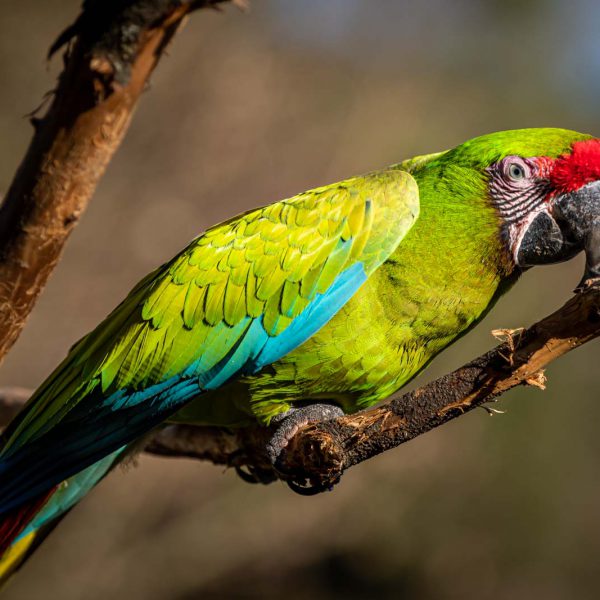 Animal, Deutschland, Europa, Europe, Germany, Herborn, Hessen, Hessia, Location, Ort, Tier, Tiergarten, Winter, Zoo