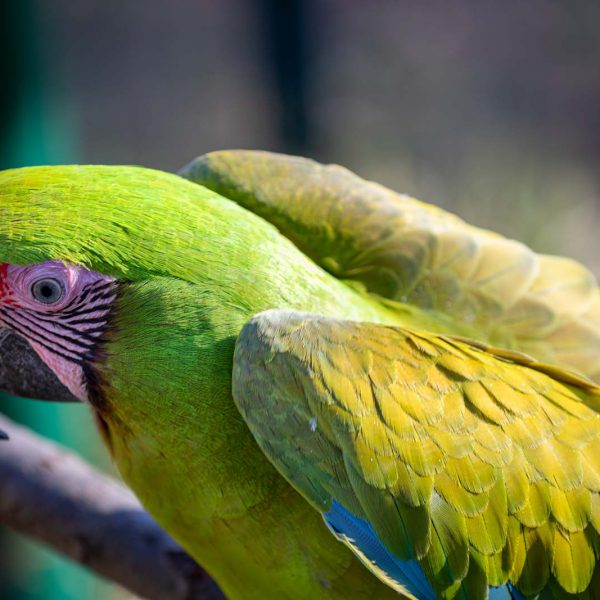 Animal, Deutschland, Europa, Europe, Germany, Herborn, Hessen, Hessia, Location, Ort, Tier, Tiergarten, Winter, Zoo