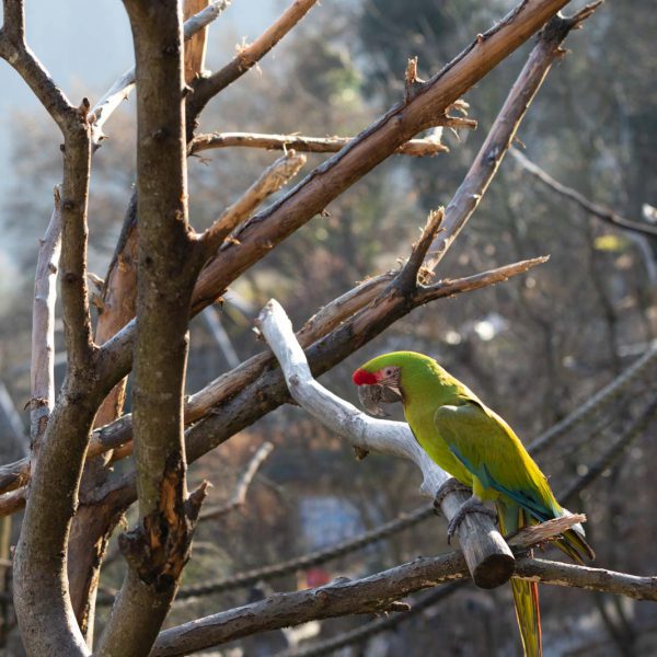 Animal, Deutschland, Europa, Europe, Germany, Herborn, Hessen, Hessia, Location, Ort, Tier, Tiergarten, Winter, Zoo