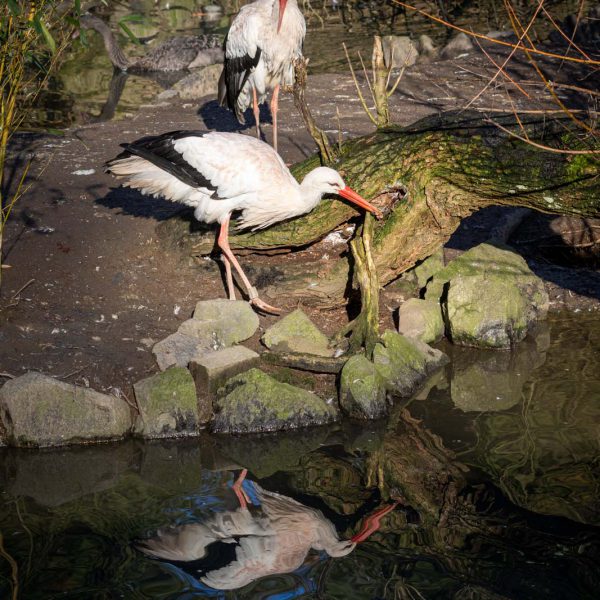 Animal, Deutschland, Europa, Europe, Germany, Herborn, Hessen, Hessia, Location, Ort, Tier, Tiergarten, Winter, Zoo