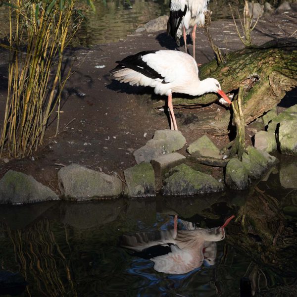 Animal, Deutschland, Europa, Europe, Germany, Herborn, Hessen, Hessia, Location, Ort, Tier, Tiergarten, Winter, Zoo
