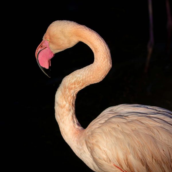 Animal, Deutschland, Europa, Europe, Germany, Herborn, Hessen, Hessia, Location, Ort, Tier, Tiergarten, Winter, Zoo