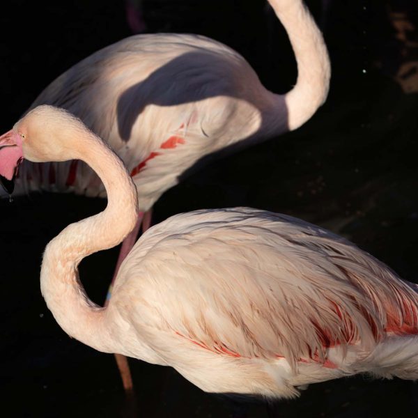 Animal, Deutschland, Europa, Europe, Germany, Herborn, Hessen, Hessia, Location, Ort, Tier, Tiergarten, Winter, Zoo