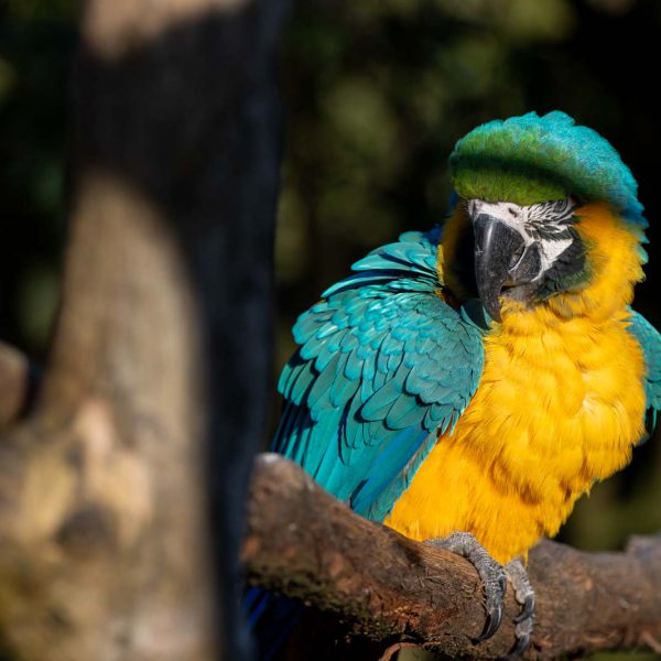 Animal, Deutschland, Europa, Europe, Germany, Herborn, Hessen, Hessia, Location, Ort, Tier, Tiergarten, Winter, Zoo