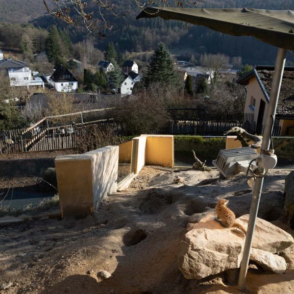 Animal, Deutschland, Europa, Europe, Germany, Herborn, Hessen, Hessia, Location, Ort, Tier, Tiergarten, Winter, Zoo