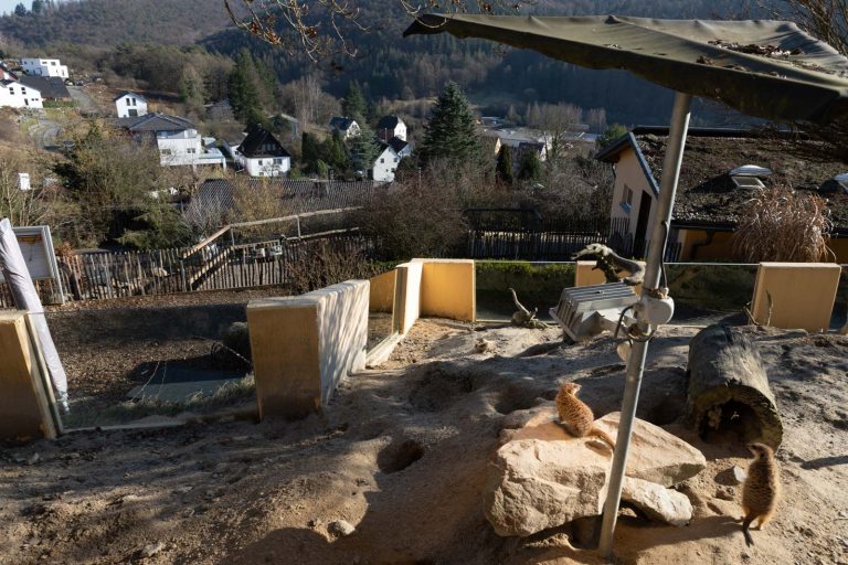 Animal, Deutschland, Europa, Europe, Germany, Herborn, Hessen, Hessia, Location, Ort, Tier, Tiergarten, Winter, Zoo