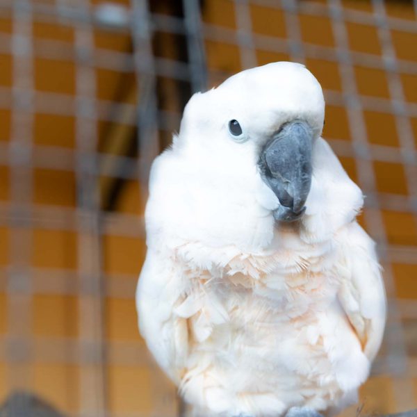 Animal, Deutschland, Europa, Europe, Germany, Herborn, Hessen, Hessia, Location, Ort, Tier, Tiergarten, Winter, Zoo