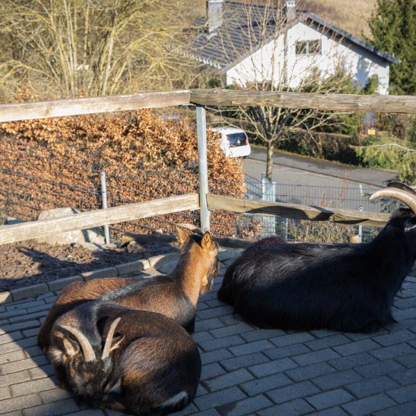 Animal, Deutschland, Europa, Europe, Germany, Herborn, Hessen, Hessia, Location, Ort, Tier, Tiergarten, Winter, Zoo