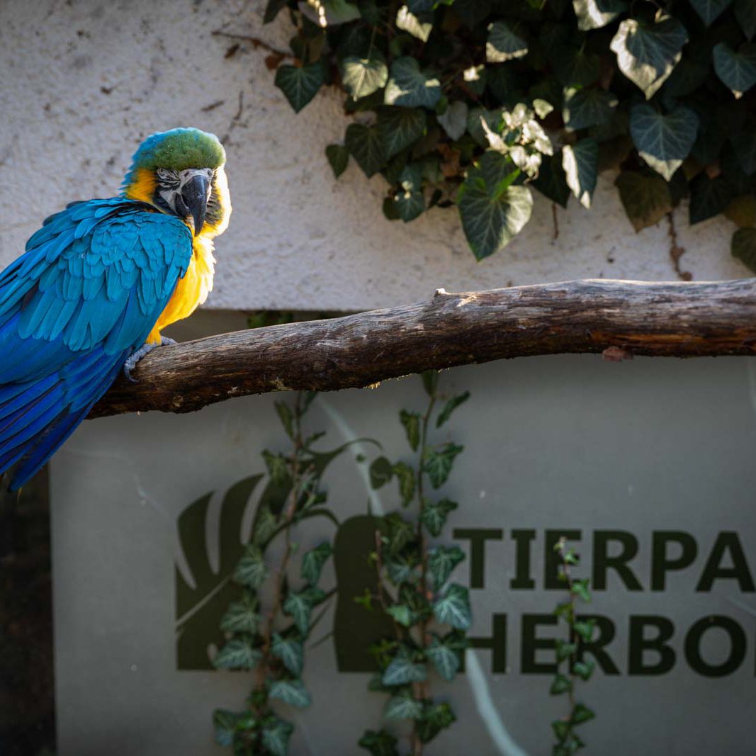 Animal, Deutschland, Europa, Europe, Germany, Herborn, Hessen, Hessia, Location, Ort, Tier, Tiergarten, Winter, Zoo