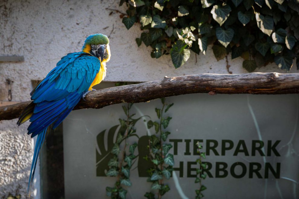 Animal, Deutschland, Europa, Europe, Germany, Herborn, Hessen, Hessia, Location, Ort, Tier, Tiergarten, Winter, Zoo