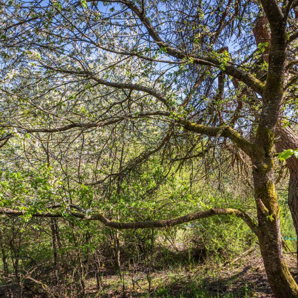 Deutschland, Europa, Europe, Frühling, Germany, Hessen, Hessia, Hinterland, Lahn-Dill-Bergland, Location, Ort, Spring