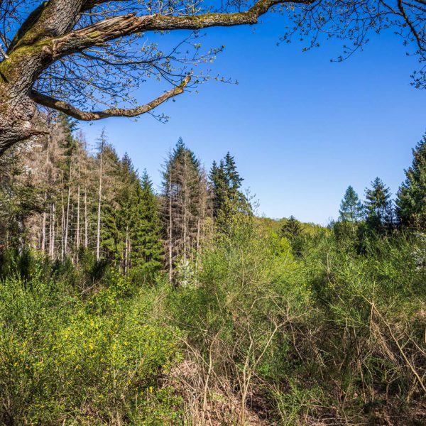 Deutschland, Europa, Europe, Frühling, Germany, Hessen, Hessia, Hinterland, Lahn-Dill-Bergland, Location, Ort, Spring