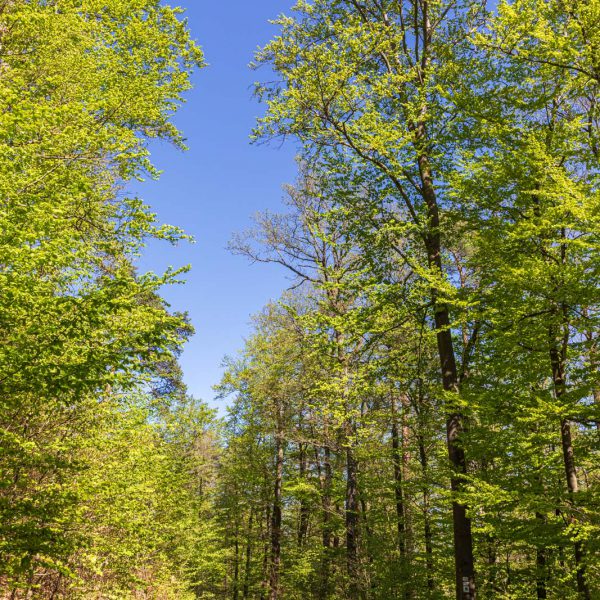 Deutschland, Europa, Europe, Frühling, Germany, Hessen, Hessia, Hinterland, Lahn-Dill-Bergland, Location, Ort, Spring