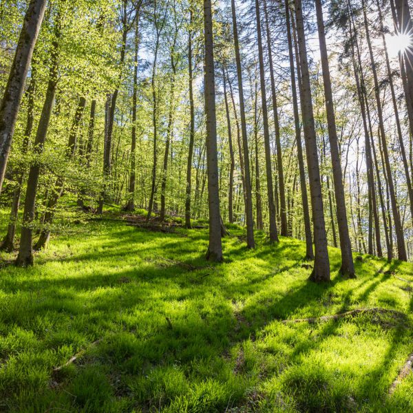 Deutschland, Europa, Europe, Frühling, Germany, Hessen, Hessia, Hinterland, Lahn-Dill-Bergland, Location, Ort, Spring
