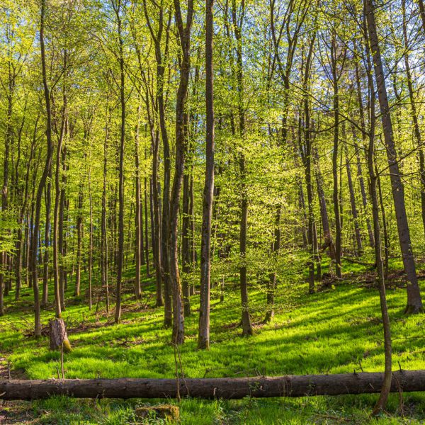 Deutschland, Europa, Europe, Extratour, Frühling, Germany, Hessen, Hessia, Hinterland, Lahn-Dill-Bergland, Location, Ort, Spring, Wandern