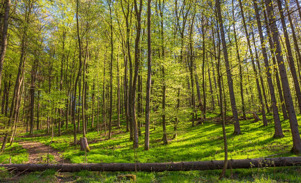Deutschland, Europa, Europe, Extratour, Frühling, Germany, Hessen, Hessia, Hinterland, Lahn-Dill-Bergland, Location, Ort, Spring, Wandern