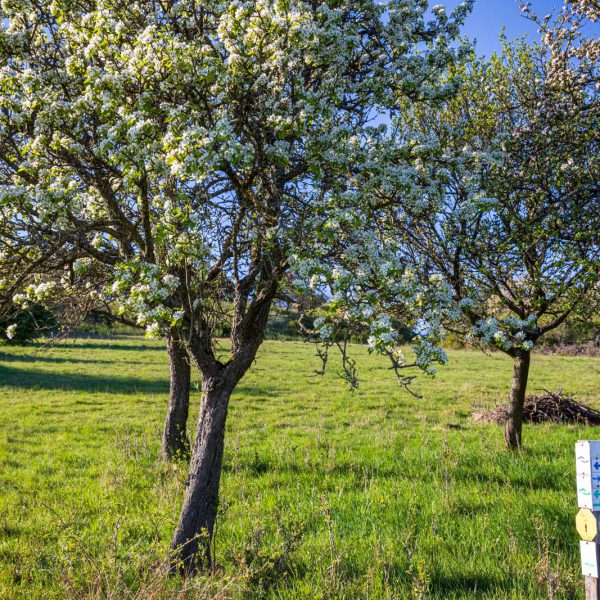Deutschland, Europa, Europe, Frühling, Germany, Hessen, Hessia, Hinterland, Lahn-Dill-Bergland, Location, Ort, Spring