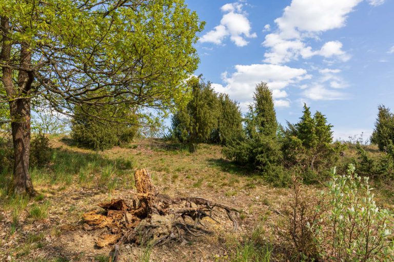 Deutschland, Europa, Europe, Extratour, Frühling, Germany, Hessen, Hessia, Hinterland, Lahn-Dill-Bergland, Location, Ort, Spring, Wandern