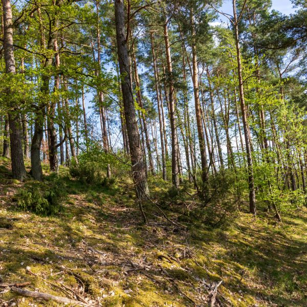 Deutschland, Europa, Europe, Extratour, Frühling, Germany, Hessen, Hessia, Hinterland, Lahn-Dill-Bergland, Location, Ort, Spring, Wandern