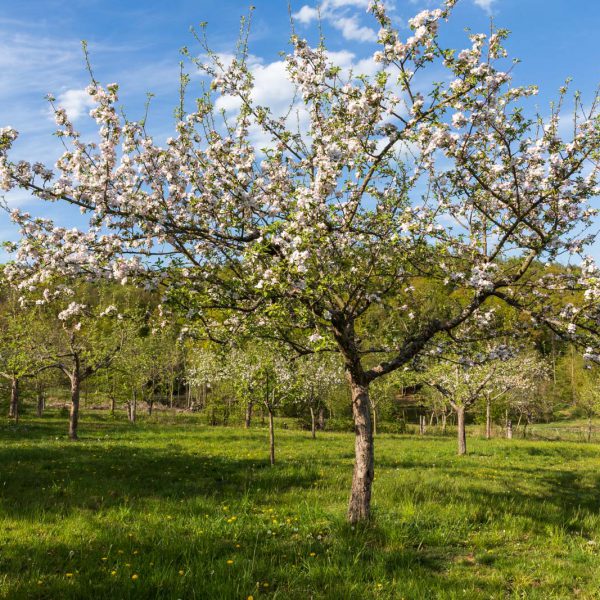 Deutschland, Europa, Europe, Extratour, Frühling, Germany, Hessen, Hessia, Hinterland, Lahn-Dill-Bergland, Location, Ort, Spring, Wandern