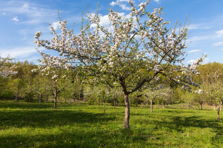 Deutschland, Europa, Europe, Extratour, Frühling, Germany, Hessen, Hessia, Hinterland, Lahn-Dill-Bergland, Location, Ort, Spring, Wandern
