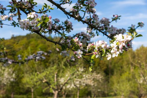 Deutschland, Europa, Europe, Extratour, Frühling, Germany, Hessen, Hessia, Hinterland, Lahn-Dill-Bergland, Location, Ort, Spring, Wandern