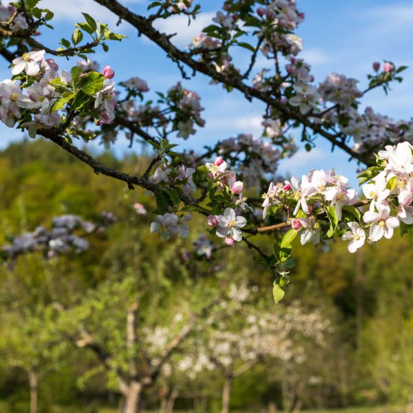 Deutschland, Europa, Europe, Extratour, Frühling, Germany, Hessen, Hessia, Hinterland, Lahn-Dill-Bergland, Location, Ort, Spring, Wandern