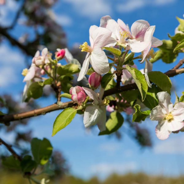 Deutschland, Europa, Europe, Extratour, Frühling, Germany, Hessen, Hessia, Hinterland, Lahn-Dill-Bergland, Location, Ort, Spring, Wandern