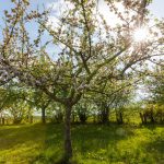 Deutschland, Europa, Europe, Extratour, Frühling, Germany, Hessen, Hessia, Hinterland, Lahn-Dill-Bergland, Location, Ort, Spring, Wandern