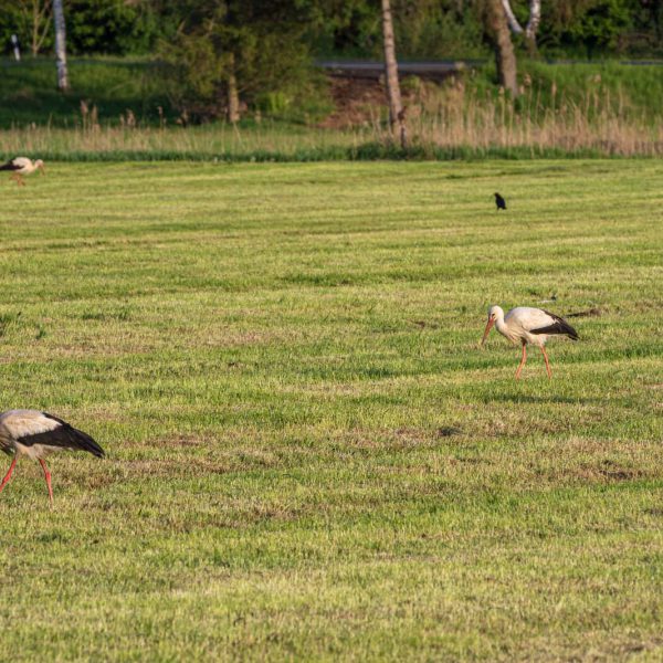 Amöneburg, Animal, Bird, Deutschland, Europa, Europe, Germany, Hessen, Hessia, Location, Ort, Storch, Vogel, stork