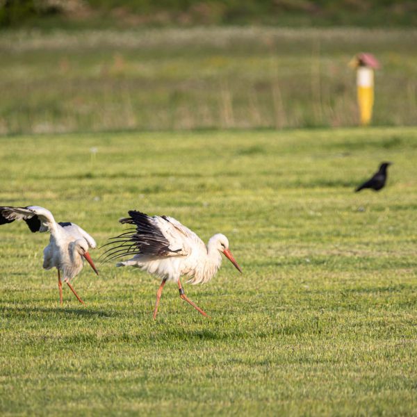 Amöneburg, Animal, Bird, Deutschland, Europa, Europe, Germany, Hessen, Hessia, Location, Ort, Storch, Vogel, stork