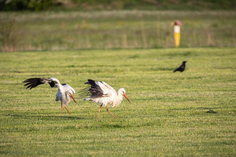 Amöneburg, Animal, Bird, Deutschland, Europa, Europe, Germany, Hessen, Hessia, Location, Ort, Storch, Vogel, stork