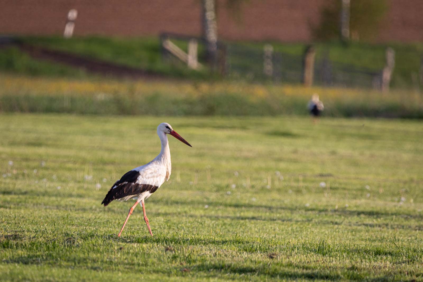 Amöneburg, Animal, Bird, Deutschland, Europa, Europe, Germany, Hessen, Hessia, Location, Ort, Storch, Vogel, stork