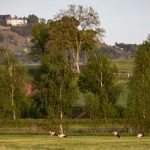 Amöneburg, Animal, Bird, Deutschland, Europa, Europe, Germany, Hessen, Hessia, Location, Ort, Storch, Vogel, stork