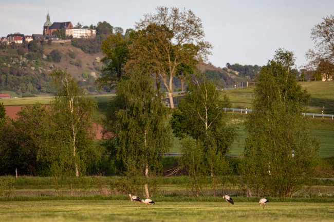 Amöneburg, Animal, Bird, Deutschland, Europa, Europe, Germany, Hessen, Hessia, Location, Ort, Storch, Vogel, stork