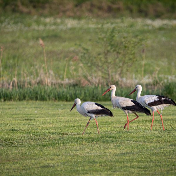 Amöneburg, Animal, Bird, Deutschland, Europa, Europe, Germany, Hessen, Hessia, Location, Ort, Storch, Vogel, stork