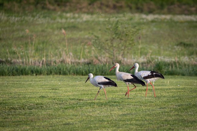 Amöneburg, Animal, Bird, Deutschland, Europa, Europe, Germany, Hessen, Hessia, Location, Ort, Storch, Vogel, stork