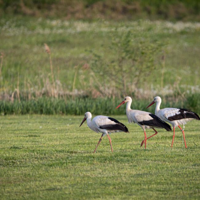 Amöneburg, Animal, Bird, Deutschland, Europa, Europe, Germany, Hessen, Hessia, Location, Ort, Storch, Vogel, stork
