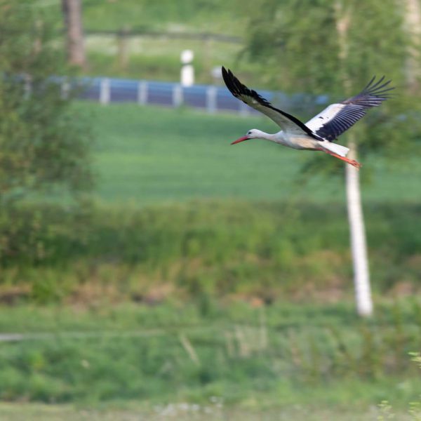 Amöneburg, Animal, Bird, Deutschland, Europa, Europe, Germany, Hessen, Hessia, Location, Ort, Storch, Vogel, stork