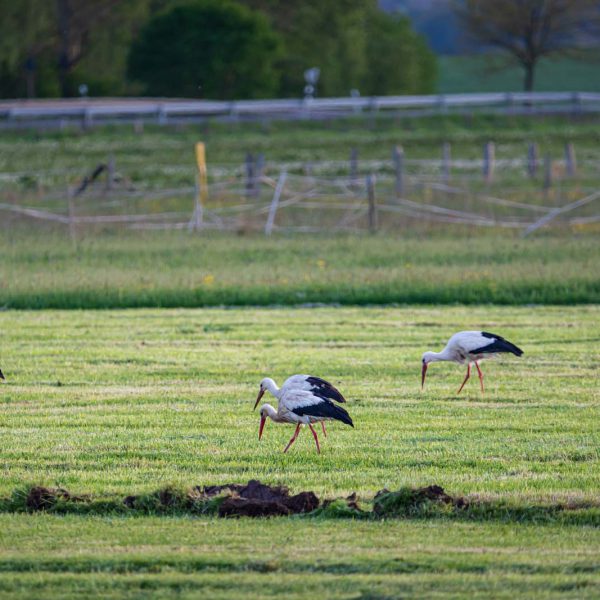 Amöneburg, Animal, Bird, Deutschland, Europa, Europe, Germany, Hessen, Hessia, Location, Ort, Storch, Vogel, stork