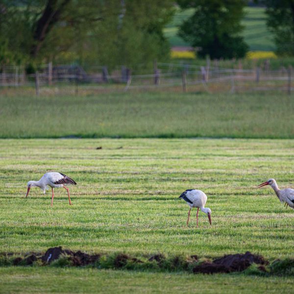 Amöneburg, Animal, Bird, Deutschland, Europa, Europe, Germany, Hessen, Hessia, Location, Ort, Storch, Vogel, stork