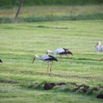 Amöneburg, Animal, Bird, Deutschland, Europa, Europe, Germany, Hessen, Hessia, Location, Ort, Storch, Vogel, stork