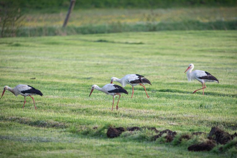 Amöneburg, Animal, Bird, Deutschland, Europa, Europe, Germany, Hessen, Hessia, Location, Ort, Storch, Vogel, stork