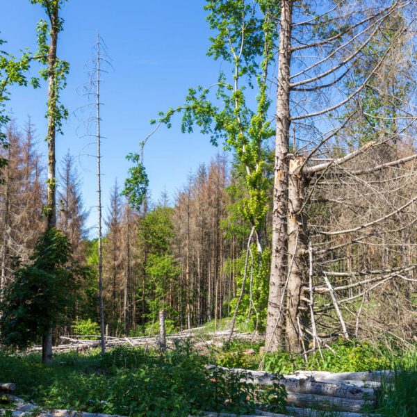 Deutschland, Europa, Europe, Extratour, Frühling, Germany, Hessen, Hessia, Hinterland, Lahn-Dill-Bergland, Location, Ort, Spring, Wandern