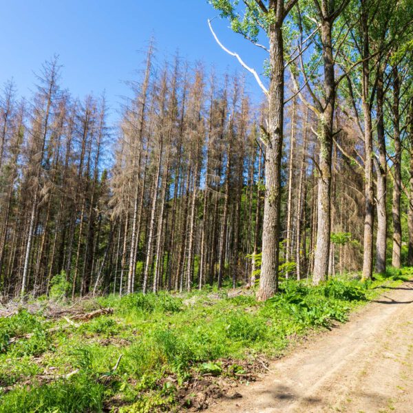 Deutschland, Europa, Europe, Extratour, Frühling, Germany, Hessen, Hessia, Hinterland, Lahn-Dill-Bergland, Location, Ort, Spring, Wandern