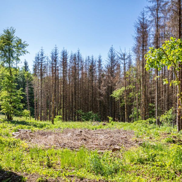 Deutschland, Europa, Europe, Extratour, Frühling, Germany, Hessen, Hessia, Hinterland, Lahn-Dill-Bergland, Location, Ort, Spring, Wandern