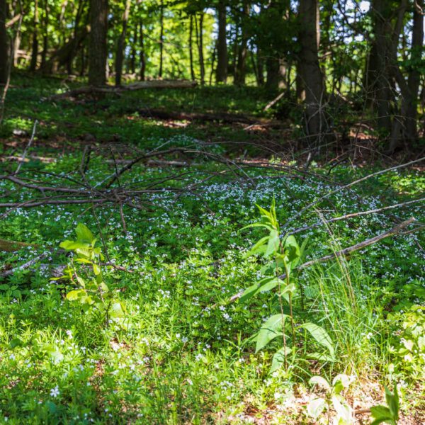 Deutschland, Europa, Europe, Extratour, Frühling, Germany, Hessen, Hessia, Hinterland, Lahn-Dill-Bergland, Location, Ort, Spring, Wandern